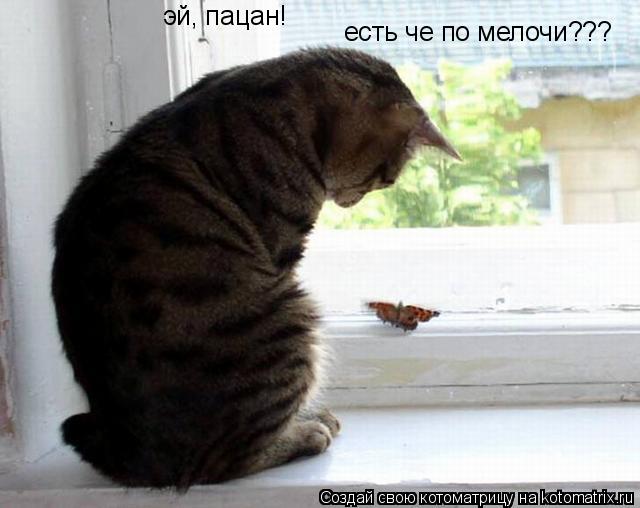 Котоматрица: эй, пацан! есть че по мелочи???