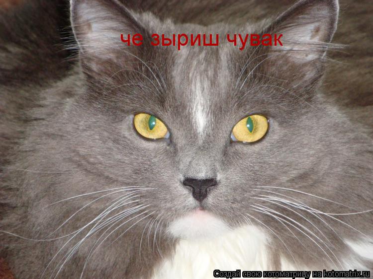 Котоматрица: че зыриш чувак