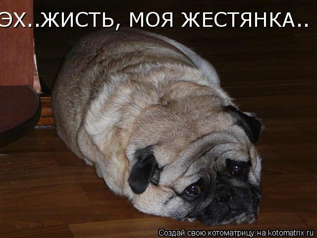 ЭХ..ЖИСТЬ, МОЯ ЖЕСТЯНКА..... Котоматрица: ЭХ..ЖИСТЬ, МОЯ ЖЕСТЯНКА..