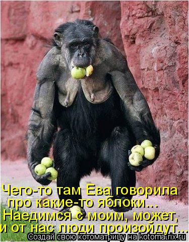 Котоматрица: Чего-то там Ева говорила про какие-то яблоки... и от нас люди произойдут... Наедимся с моим, может,