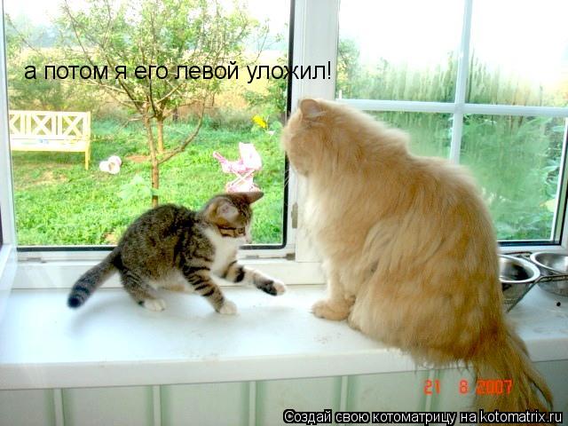 Котоматрица: а потом я его левой уложил!