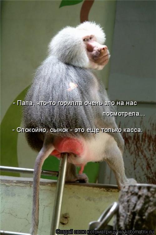Котоматрица: - Папа, что-то горилла очень зло на нас  посмотрела... - Спокойно, сынок - это еще только касса.