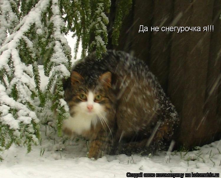 Да не снегурочка я!!!... Котоматрица: Да не снегурочка я!!!