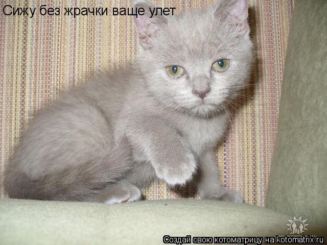 Сижу без жрачки ваще улет... Котоматрица: Сижу без жрачки ваще улет