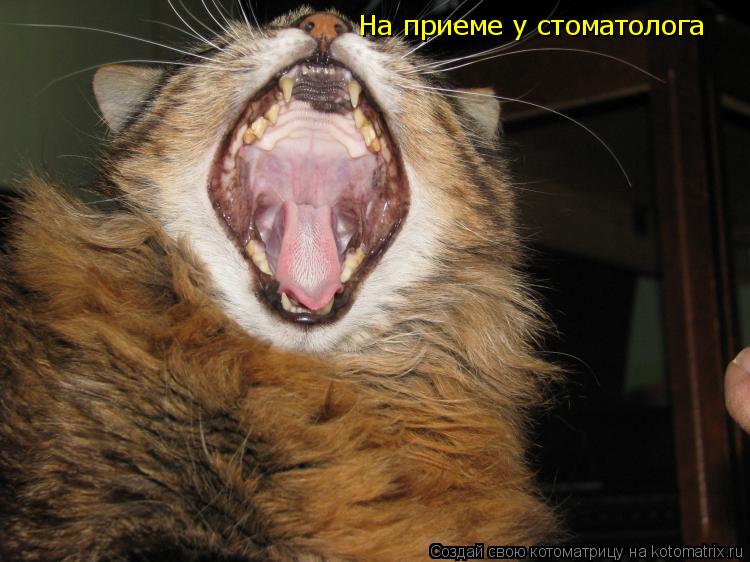 На приеме у стоматолога... Котоматрица: На приеме у стоматолога