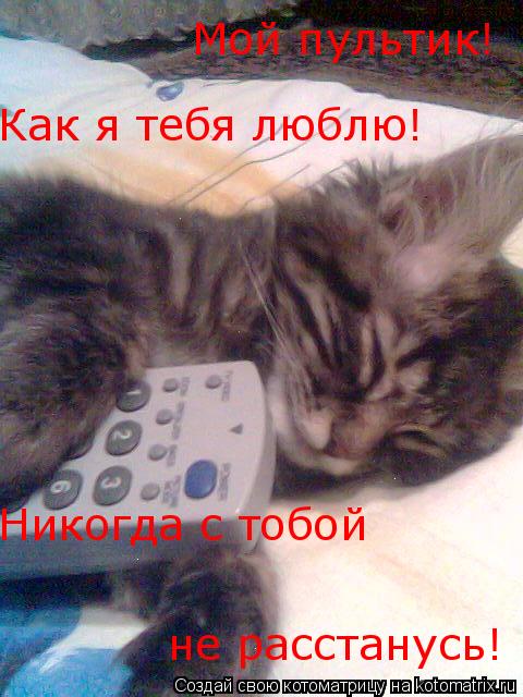 Мой пультик! Как я тебя люблю! Никогда с тобой не расстанусь!... Котоматрица: Мой пультик! Как я тебя люблю! Никогда с тобой не расстанусь!