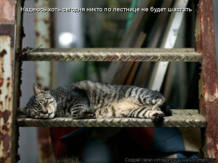 Котоматрица: Надеюсь хоть сегодня никто по лестнице не будет шастать