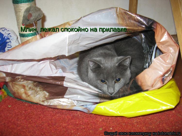 Котоматрица: Млин, лежал спокойно на прилавке...