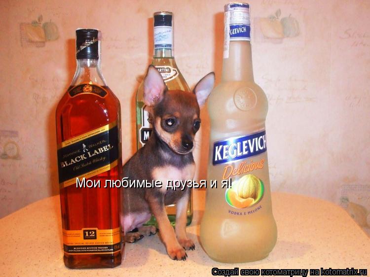Мои любимые друзья и я!... Котоматрица: Мои любимые друзья и я!