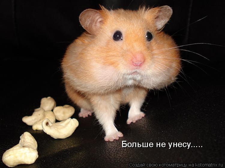 Котоматрица: Больше не унесу.....