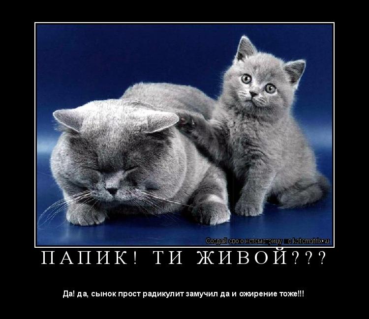 П А П И К ! Т И Ж И В О Й ? ? ? ... Котоматрица: П А П И К ! Т И Ж И В О Й ? ? ?