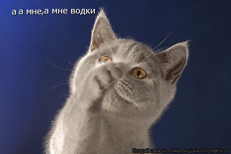 Котоматрица: а  а мне  ,а мне водки