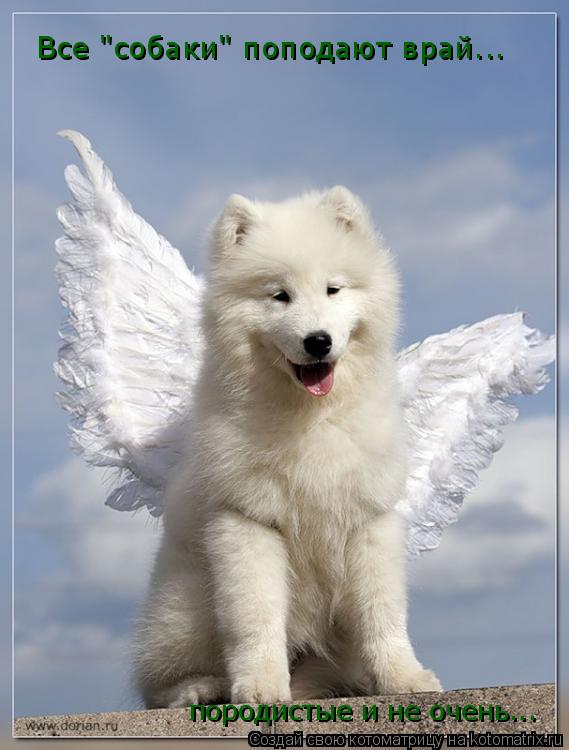 Котоматрица: Все "собаки" поподают врай... породистые и не очень...