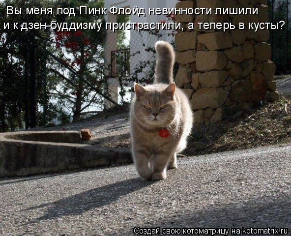 Котоматрица: Вы меня под Пинк Флойд невинности лишили и к дзен-буддизму пристрастили, а теперь в кусты?