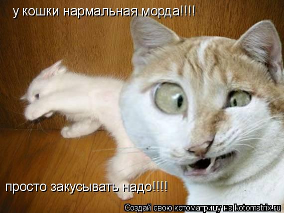 у кошки нармальная морда!!!! просто закусывать надо!!!!... Котоматрица: у кошки нармальная морда!!!! просто закусывать надо!!!!