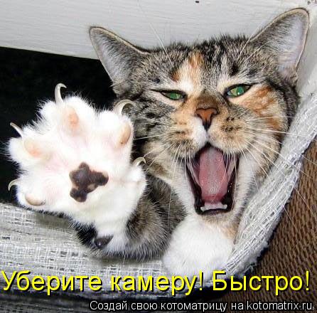 Уберите камеру! Быстро!... Котоматрица: Уберите камеру! Быстро!