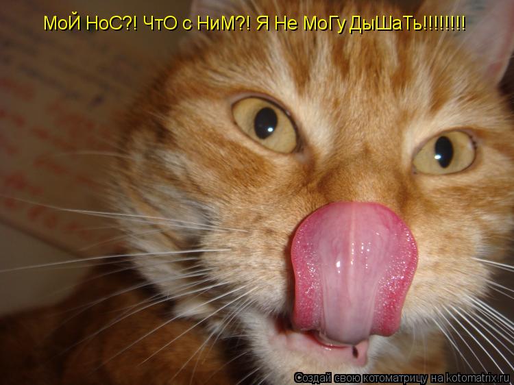 Котоматрица: МоЙ НоС?! ЧтО с НиМ?! Я Не МоГу ДыШаТь!!!!!!!!