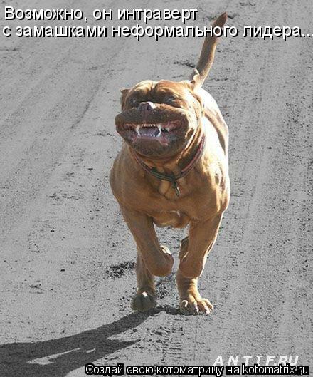 Котоматрица: Возможно, он интраверт  с замашками неформального лидера...