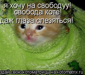 Котоматрица: я хочу на свободуу! .свобода коте! даж глаза слезяться!