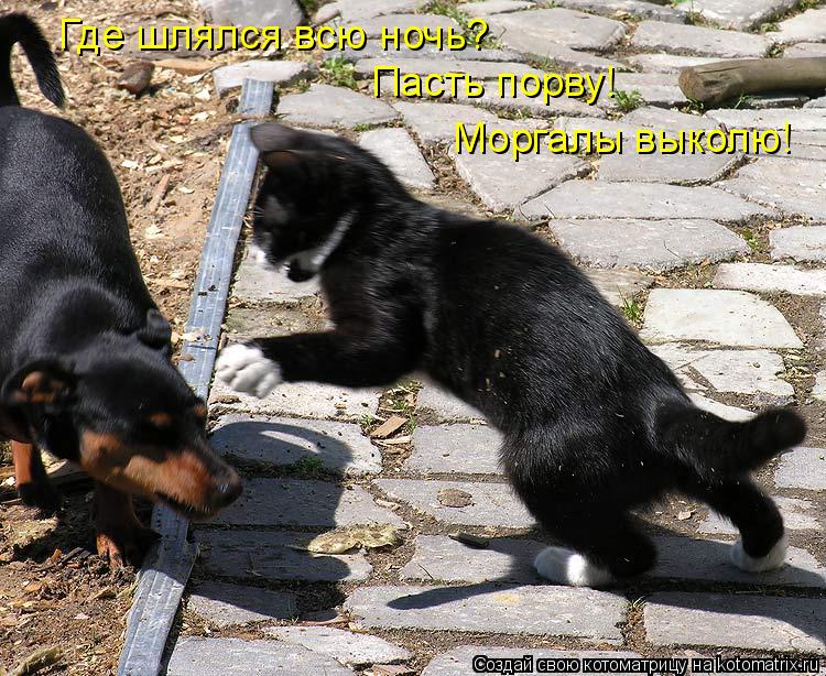 Котоматрица: Где шлялся всю ночь? Пасть порву! Моргалы выколю!