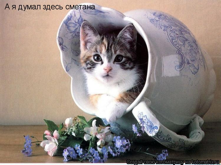 А я думал здесь сметана... Котоматрица: А я думал здесь сметана