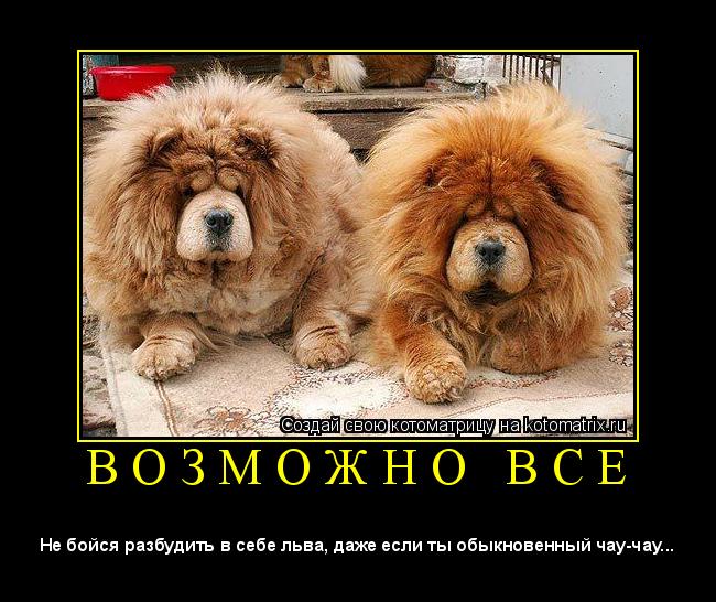 Котоматрица: В О З М О Ж Н О   В С Е 