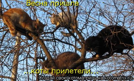 Весна пришла ...коты прилетели...... Котоматрица: Весна пришла ...коты прилетели...