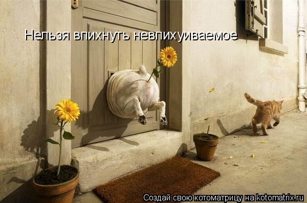 Нельзя впихнуть невпихуиваемое... Котоматрица: Нельзя впихнуть невпихуиваемое