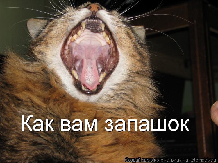 Как вам запашок... Котоматрица: Как вам запашок