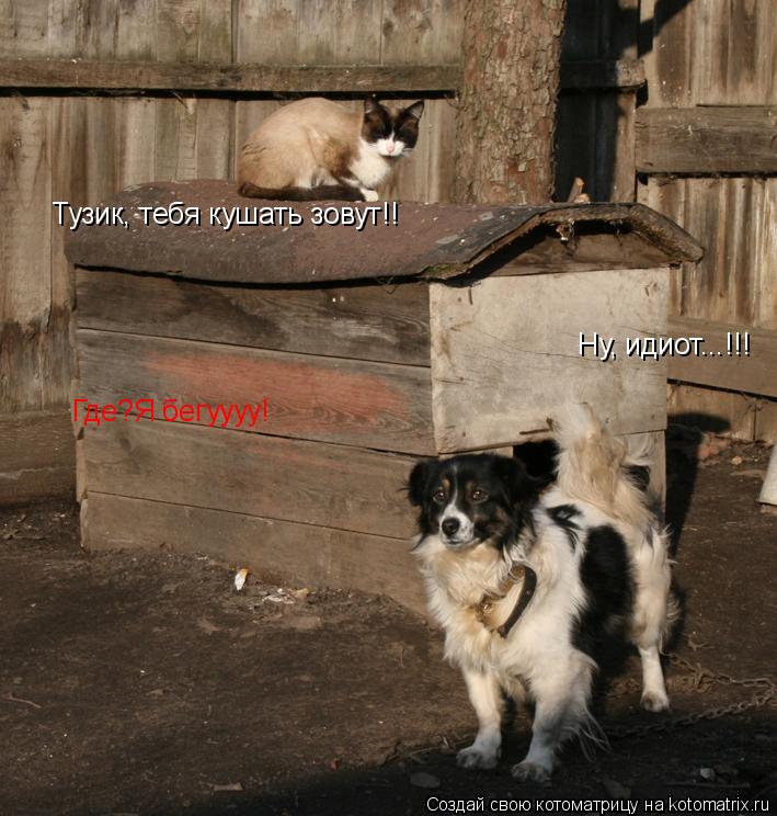 Тузик, тебя кушать зовут!! Где?Я бегуууу! Ну, идиот...!!!... Котоматрица: Тузик, тебя кушать зовут!! Где?Я бегуууу! Ну, идиот...!!!