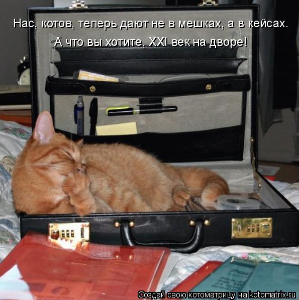 Нас, котов, теперь дают не в мешках, а в кейсах. А что вы хотите, XXI век на дворе!... Котоматрица: Нас, котов, теперь дают не в мешках, а в кейсах. А что вы хотите, XXI век на дворе!