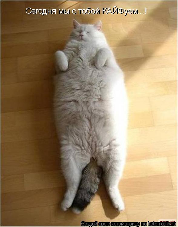 Котоматрица: Сегодня мы с тобой КАЙФуем...!