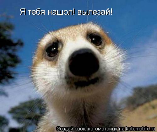 Котоматрица: Я тебя нашол! вылезай!