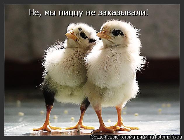 Не, мы пиццу не заказывали!... Котоматрица: Не, мы пиццу не заказывали!