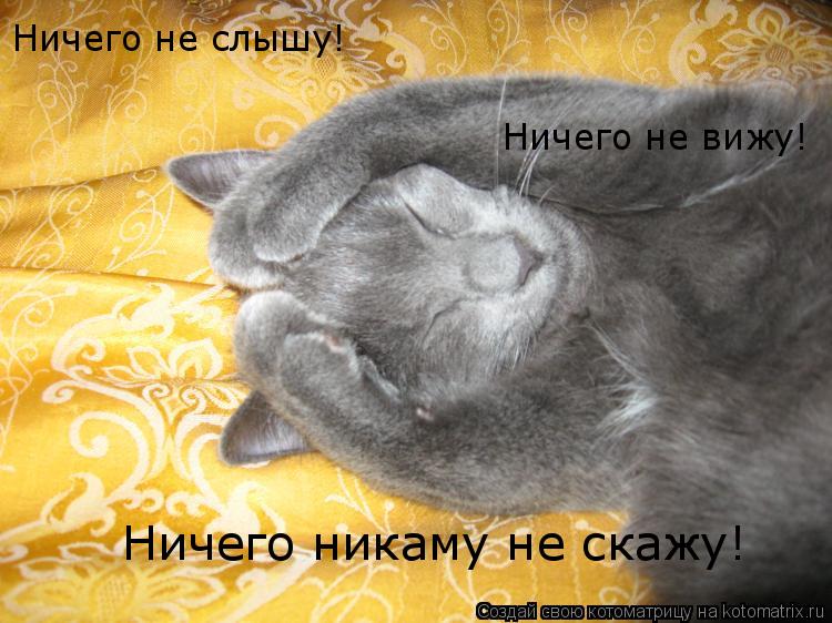 Котоматрица: Ничего не слышу! Ничего не вижу! Ничего никаму не скажу!