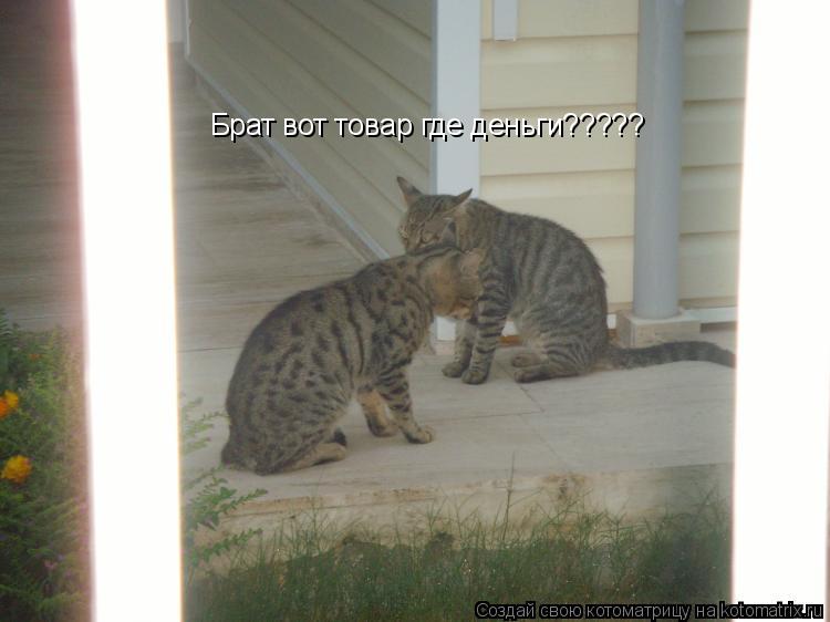 Котоматрица: Брат вот товар где деньги?????