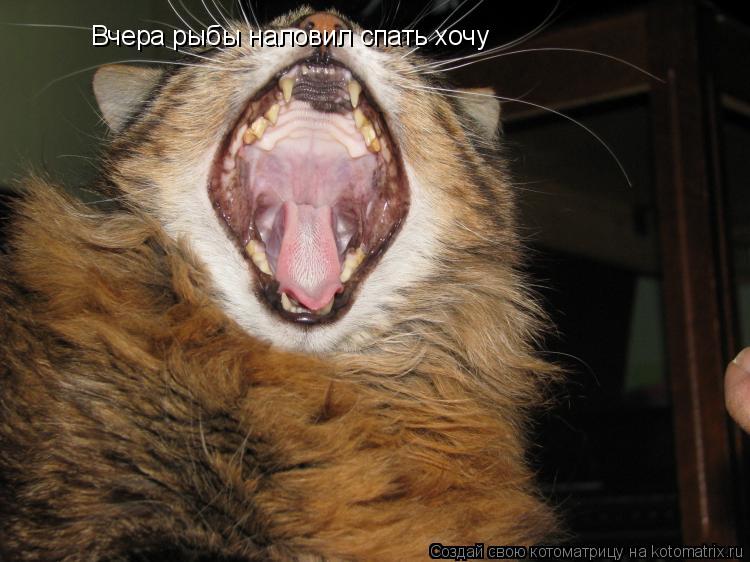 Котоматрица: Вчера рыбы наловил спать хочу