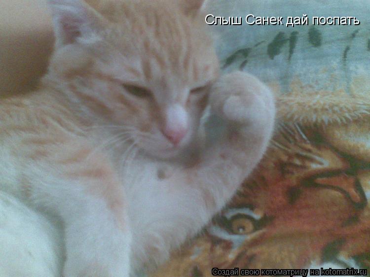 Слыш Санек дай поспать... Котоматрица: Слыш Санек дай поспать