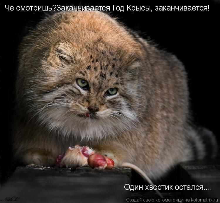 Котоматрица: Че смотришь?Заканчивается Год Крысы, заканчивается! Один хвостик остался....