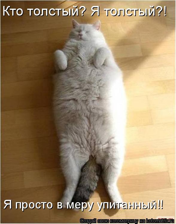 Котоматрица: Кто толстый? Я толстый?! Я просто в меру упитанный!!