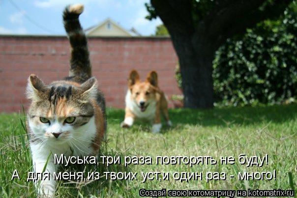 Котоматрица: Муська,три раза повторять не буду! А  для меня,из твоих уст,и один раз - много!