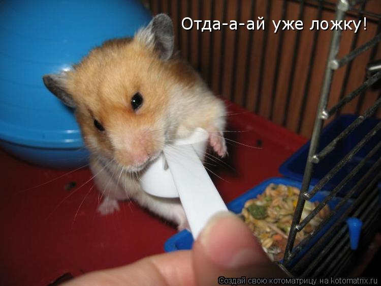Котоматрица: Отда-а-ай уже ложку!