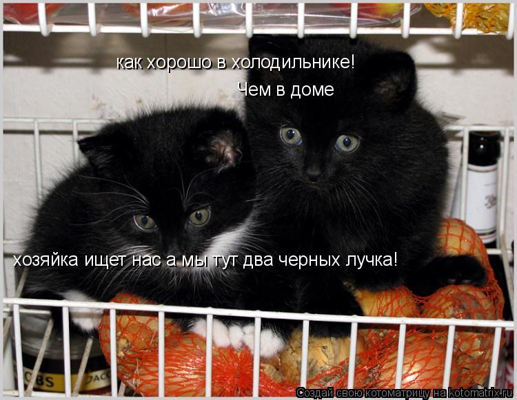 Котоматрица: как хорошо в холодильнике! Чем в доме хозяйка ищет нас а мы тут два черных лучка!