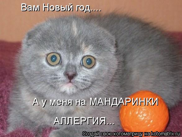 Вам Новый год.... А у меня на МАНДАРИНКИ АЛЛЕРГИЯ...... Котоматрица: Вам Новый год.... А у меня на МАНДАРИНКИ АЛЛЕРГИЯ...