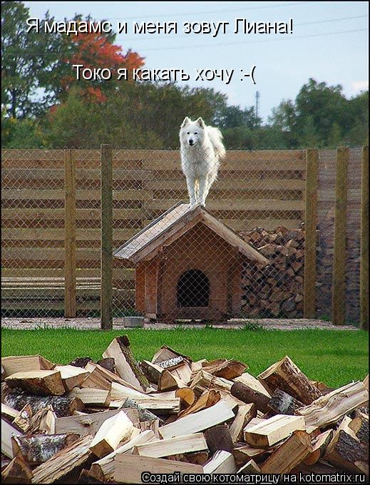 Котоматрица: Я мадамс и меня зовут Лиана! Токо я какать хочу :-(