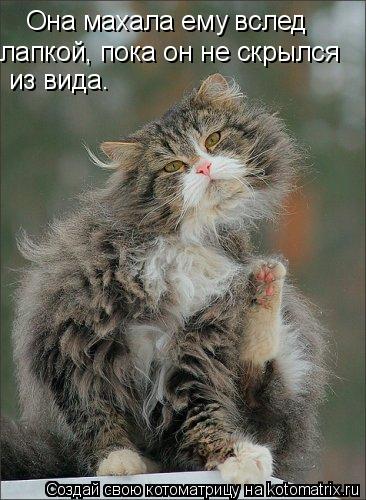 Котоматрица: Она махала ему вслед  лапкой, пока он не скрылся из вида.