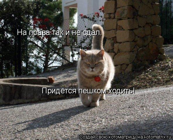 На права так и не сдал. Придётся пешком ходить!... Котоматрица: На права так и не сдал. Придётся пешком ходить!