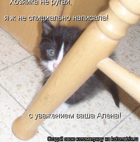 Хозяйка не ругай, я ж не спициально написала! с уважением ваша Алена!... Котоматрица: Хозяйка не ругай, я ж не спициально написала! с уважением ваша Алена!