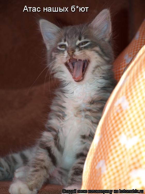 Атас нашых б*ют... Котоматрица: Атас нашых б*ют