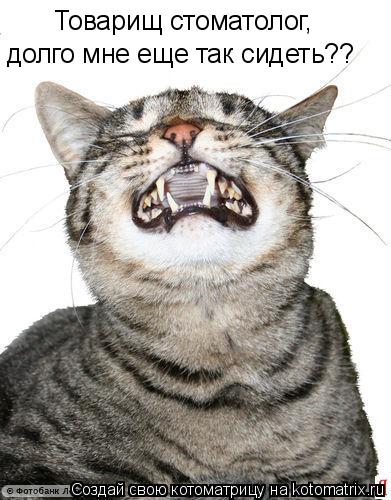 Товарищ стоматолог, долго мне еще так сидеть??... Котоматрица: Товарищ стоматолог, долго мне еще так сидеть??